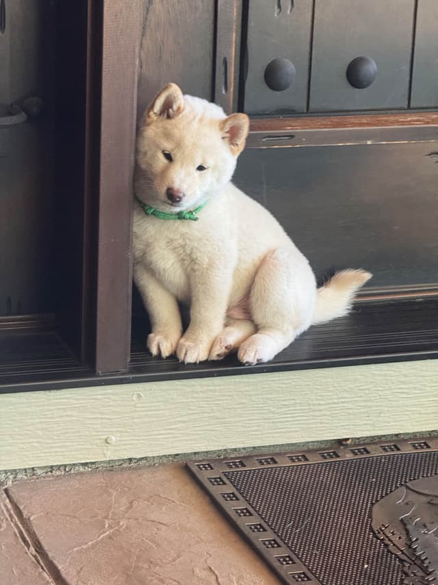 Shiba Inu Puppies media 8