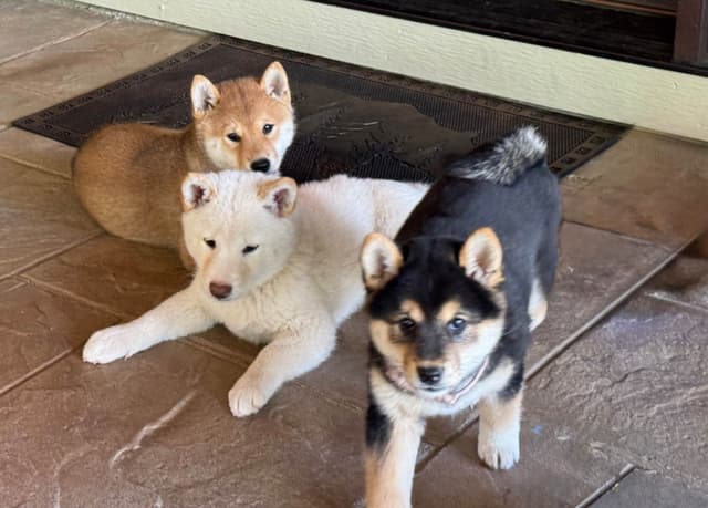 Shiba Inu Puppies media 9
