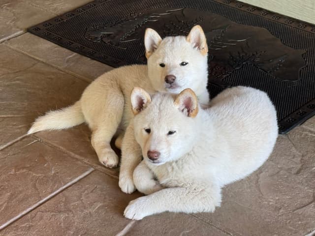 Shiba Inu Puppies media 6