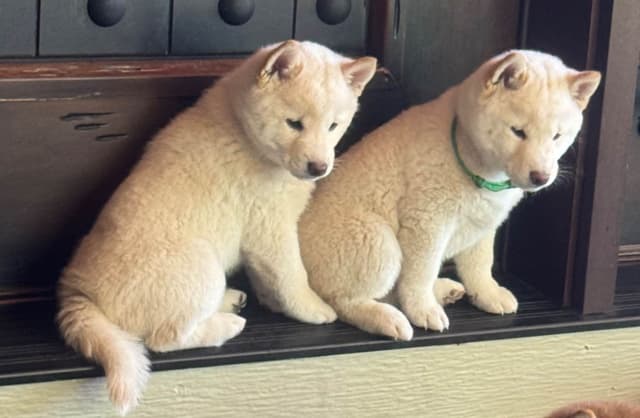 Shiba Inu Puppies media 5
