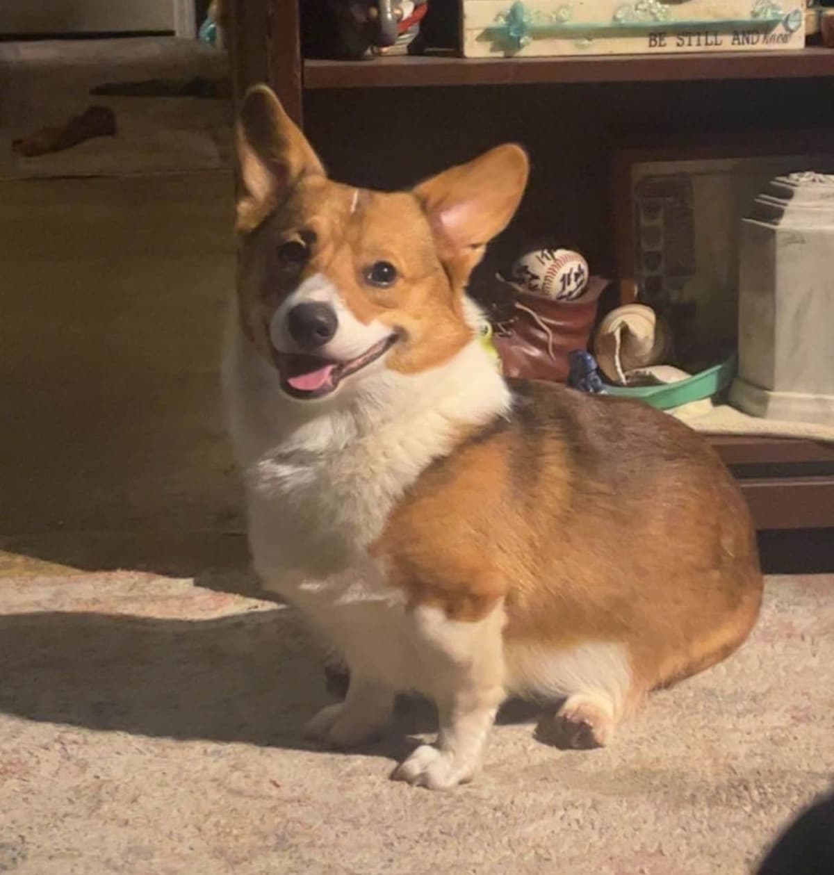 Pembroke Welsh Corgi Puppies breeder image 1