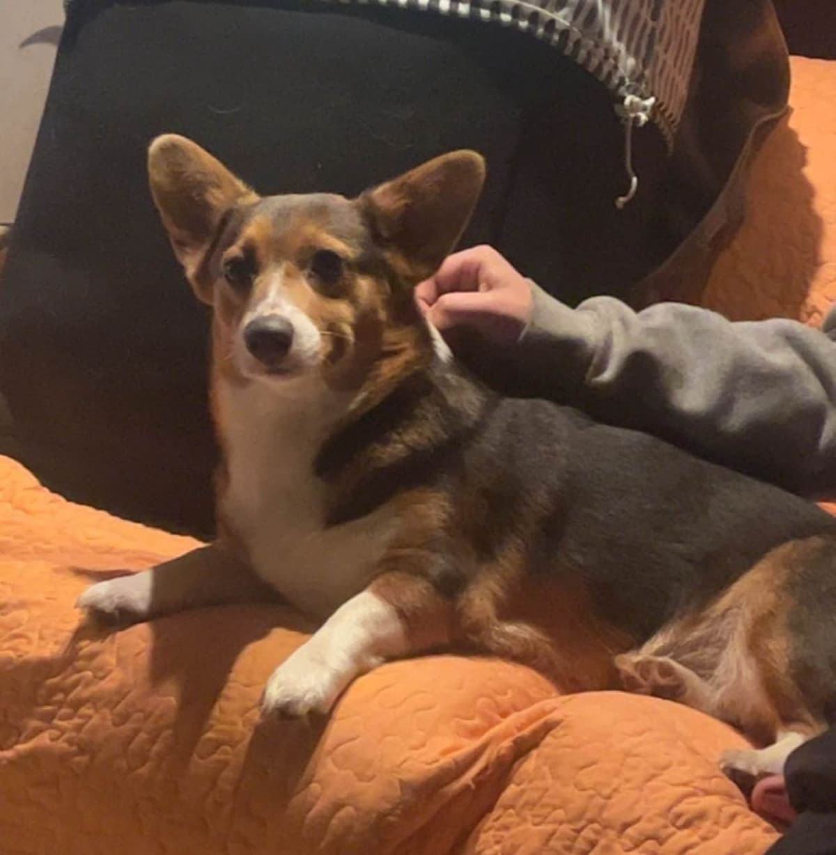Pembroke Welsh Corgi Puppies breeder image 3