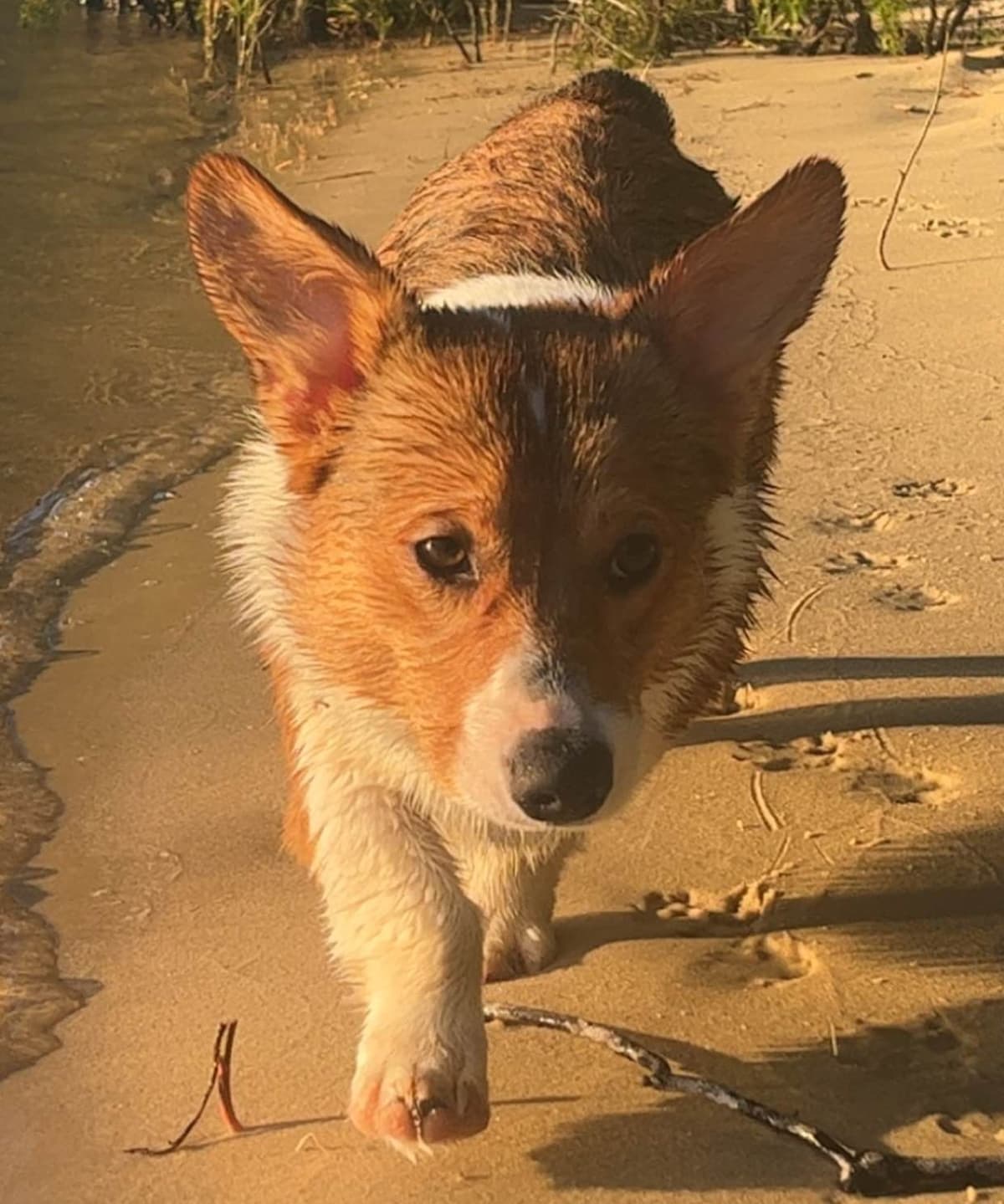 Pembroke Welsh Corgi Puppies breeder image 2