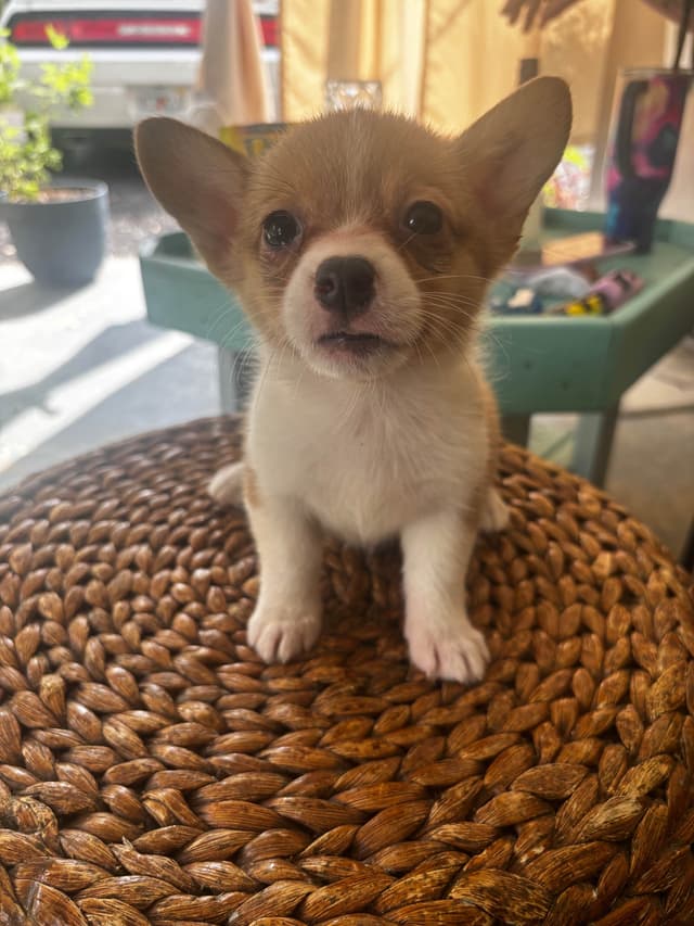 Pembroke Welsh Corgi Puppies media 2