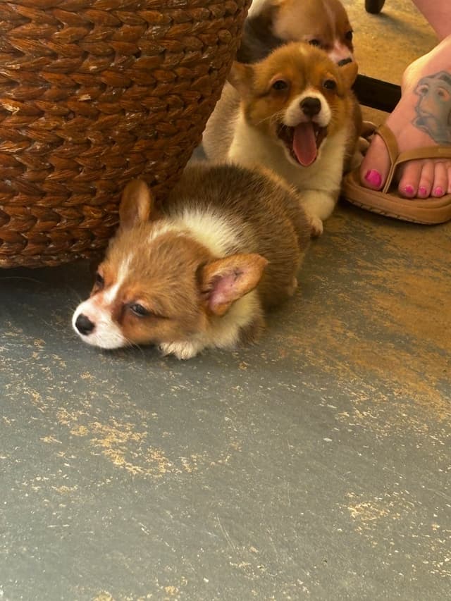 Pembroke Welsh Corgi Puppies media 4