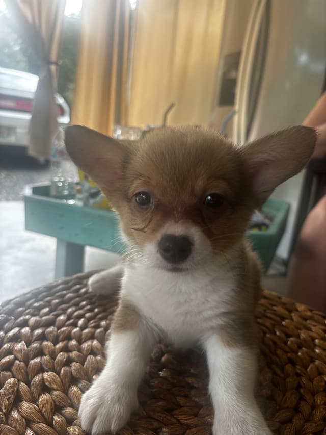 Pembroke Welsh Corgi Puppies media 3