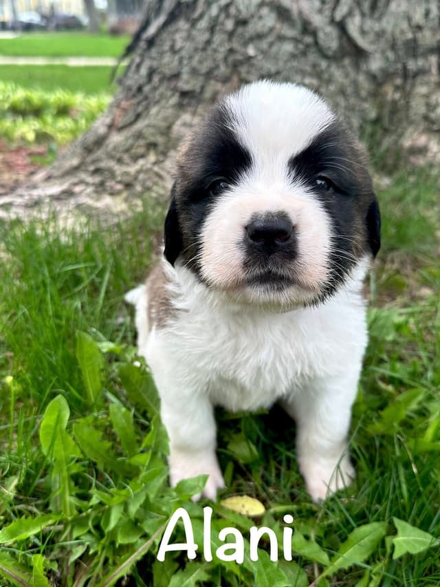 Saint Bernard Puppies media 3