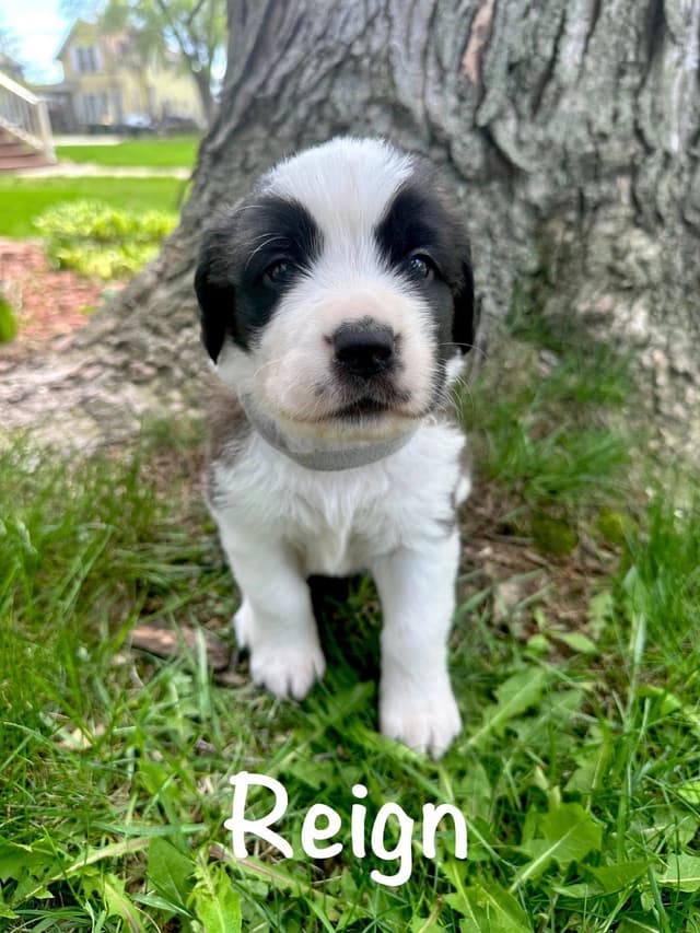 Saint Bernard Puppies media 5