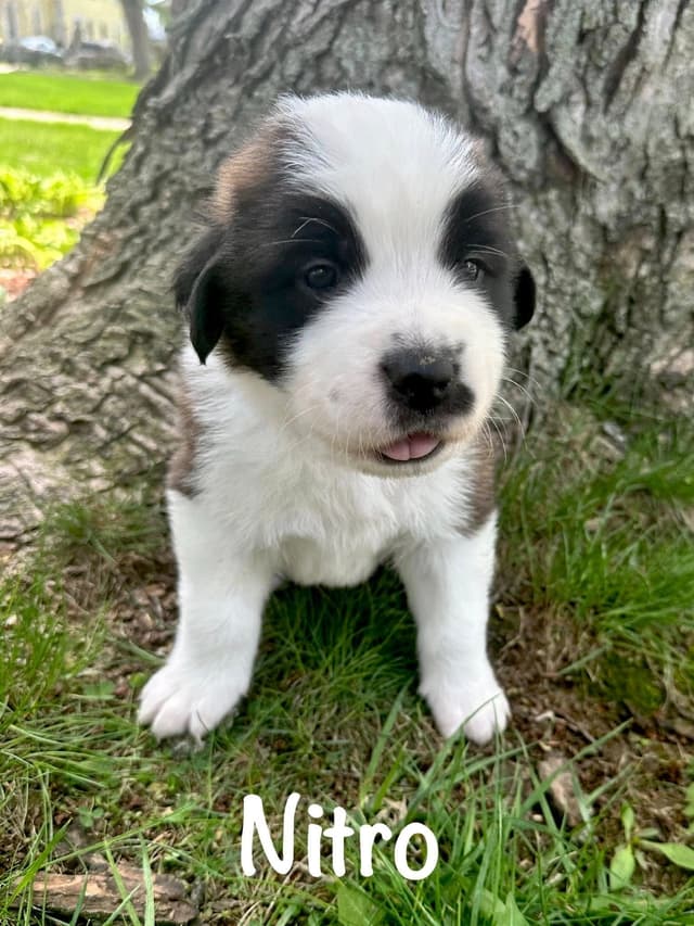 Saint Bernard Puppies media 7