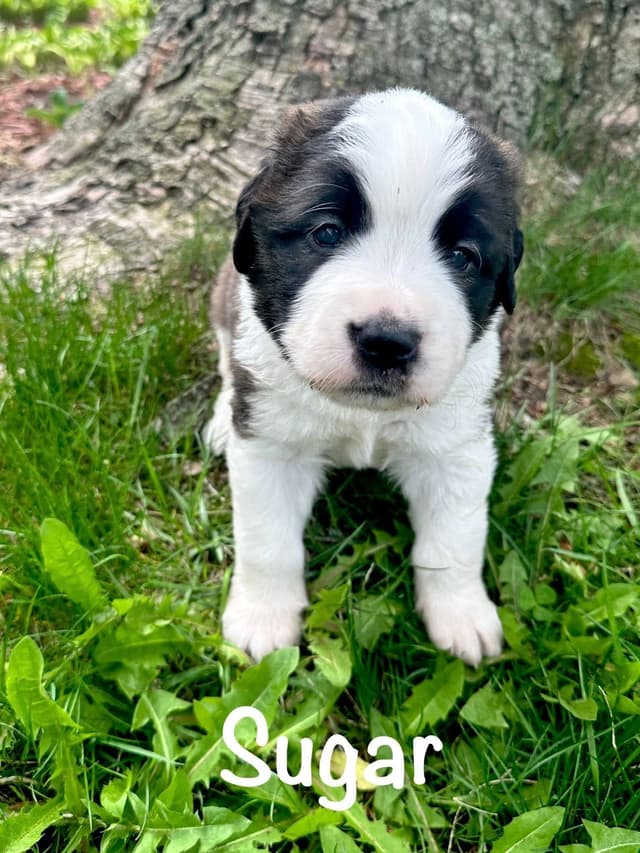 Saint Bernard Puppies media 11