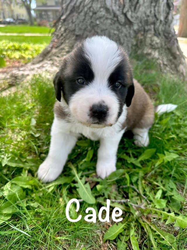 Saint Bernard Puppies media 9