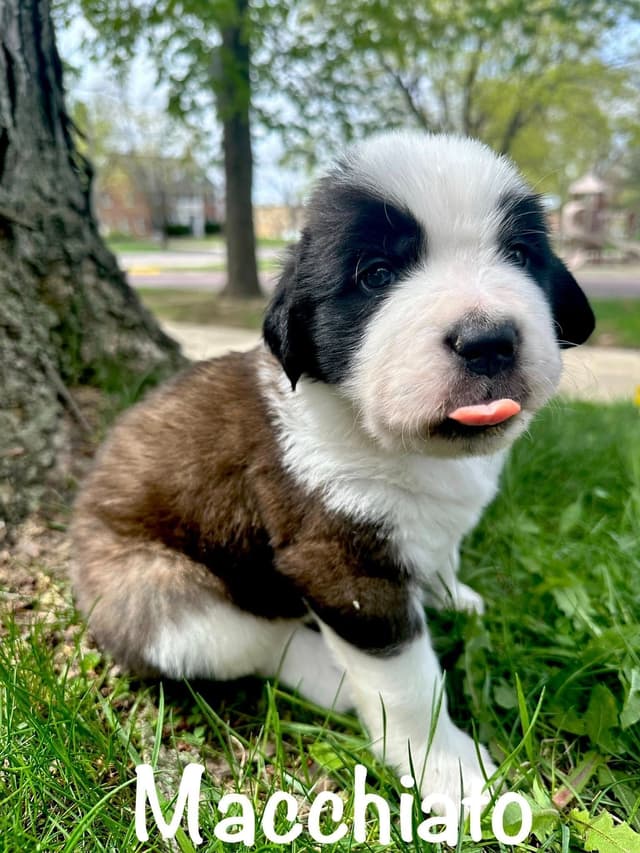 Saint Bernard Puppies media 13