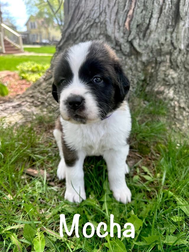 Saint Bernard Puppies media 15
