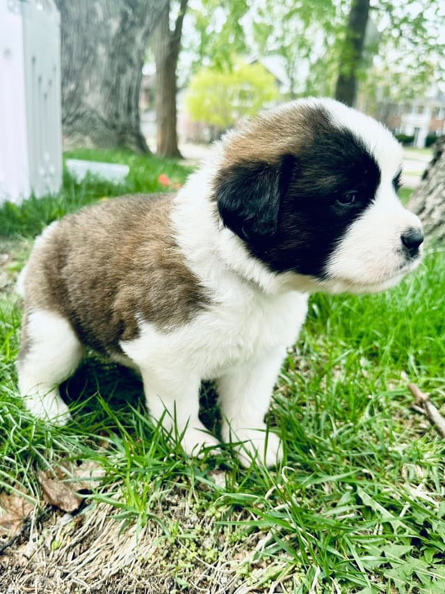 Saint Bernard Puppies media 4