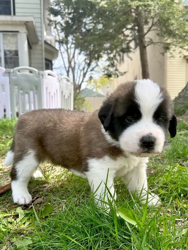 Saint Bernard Puppies media 10