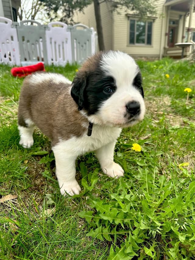 Saint Bernard Puppies media 2