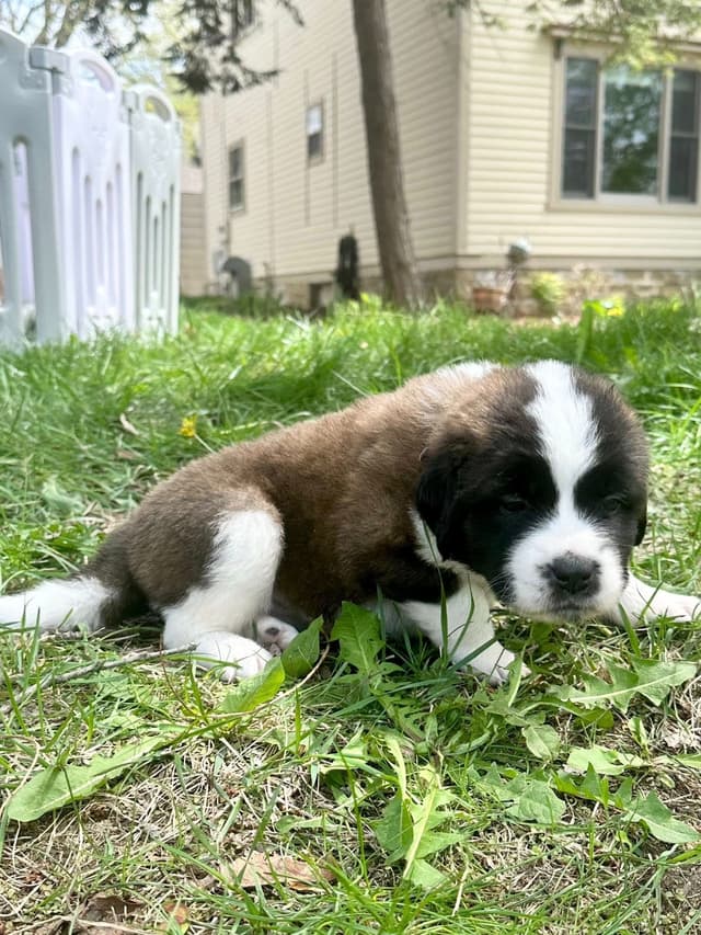 Saint Bernard Puppies media 16
