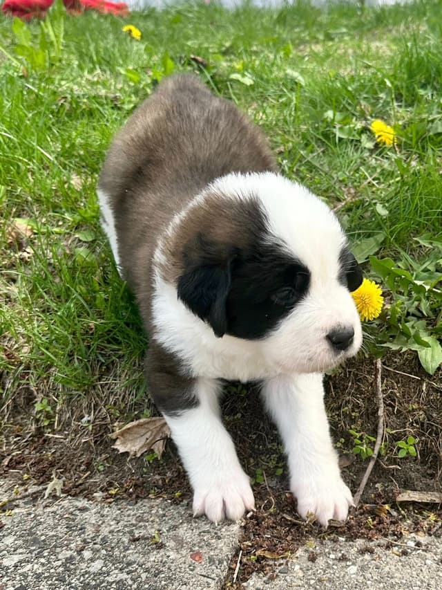 Saint Bernard Puppies media 14