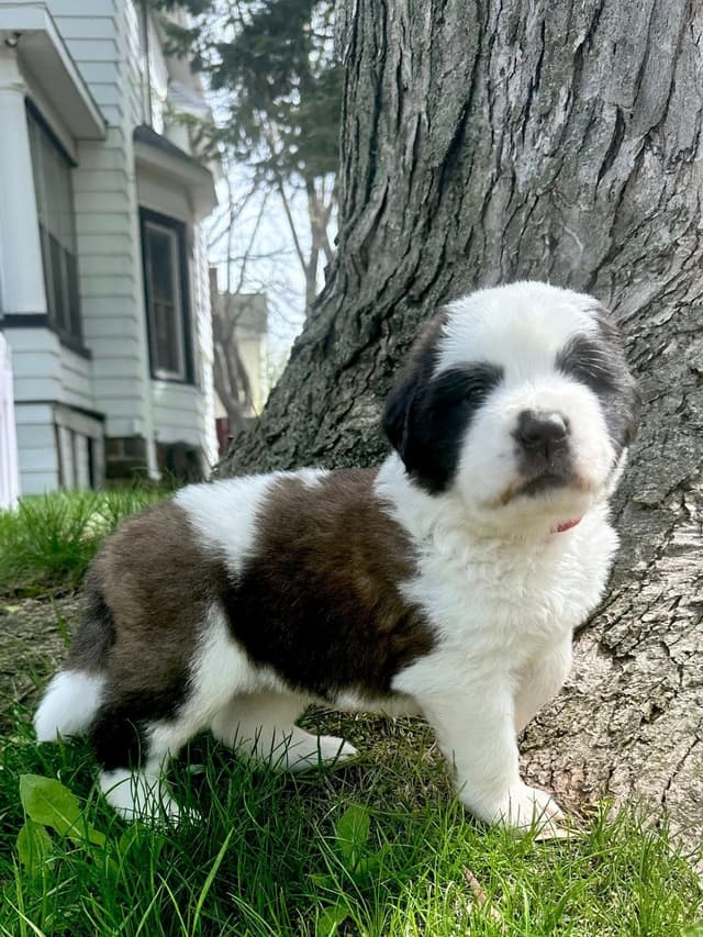 Saint Bernard Puppies media 18