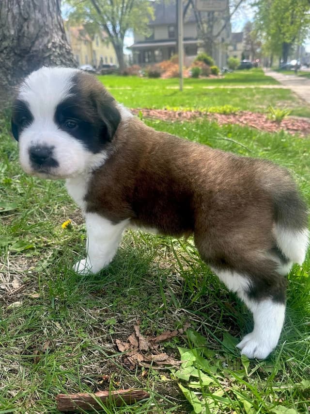 Saint Bernard Puppies media 8