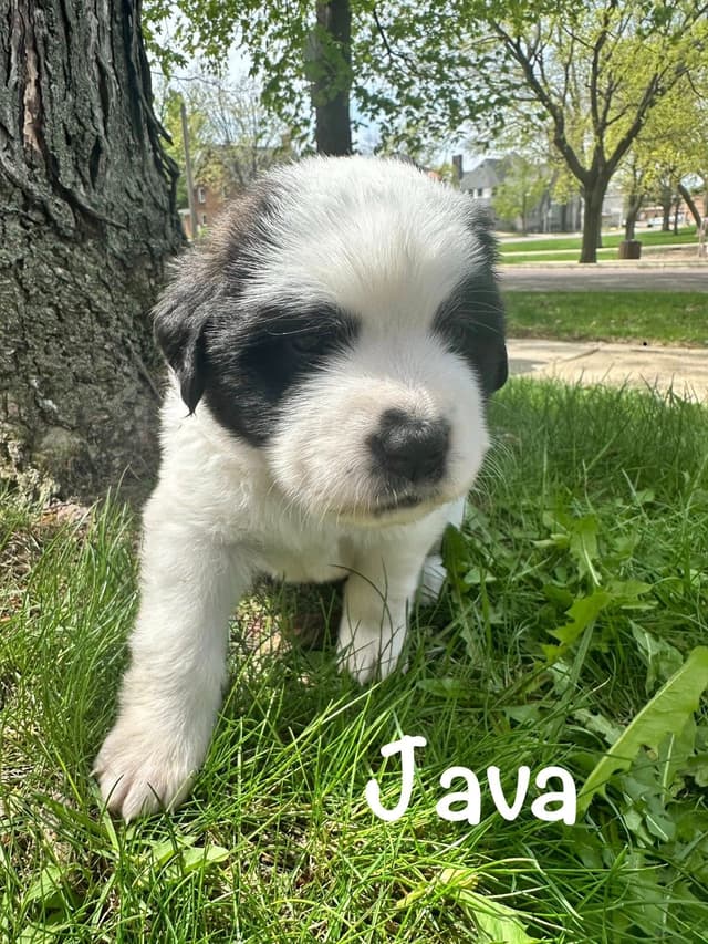 Saint Bernard Puppies media 17