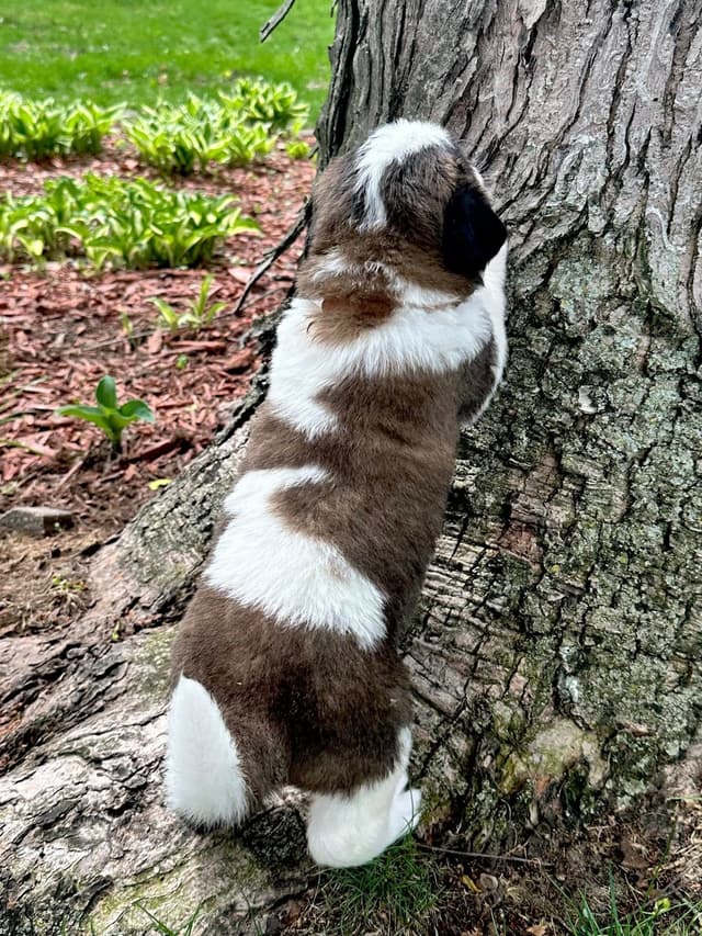 Saint Bernard Puppies media 12