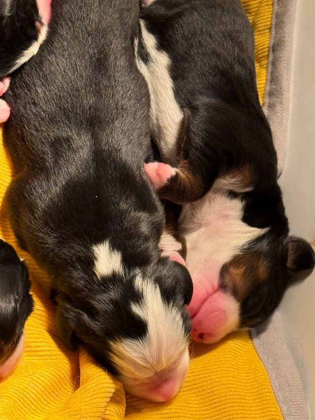 Bernese Mountain Dog Puppies media 2