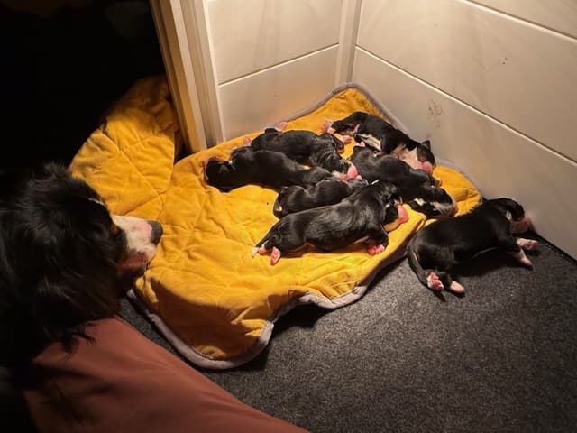 Bernese Mountain Dog Puppies media 3