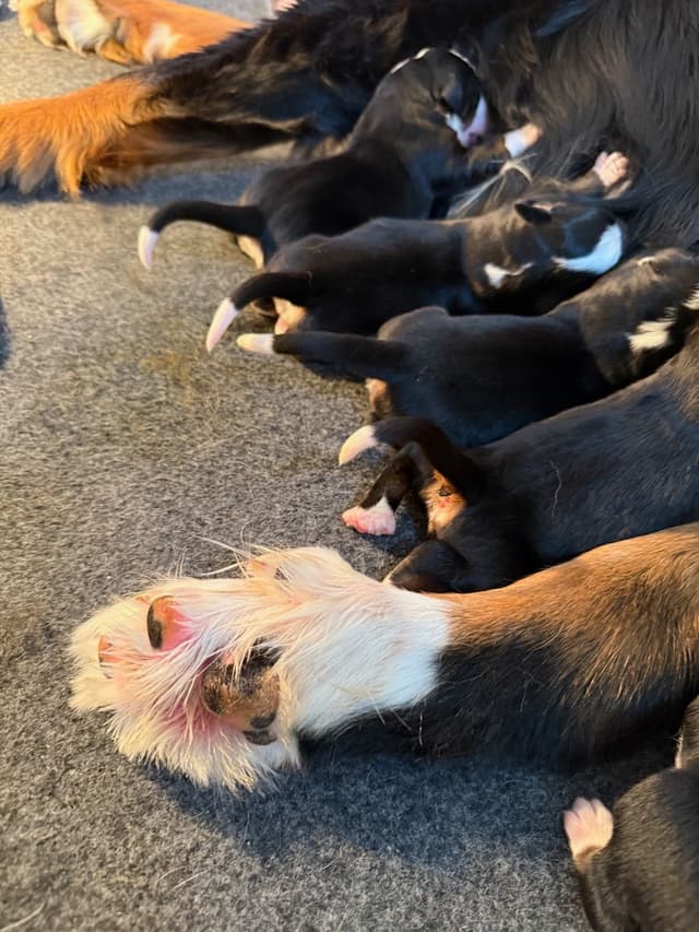 Bernese Mountain Dog Puppies media 4