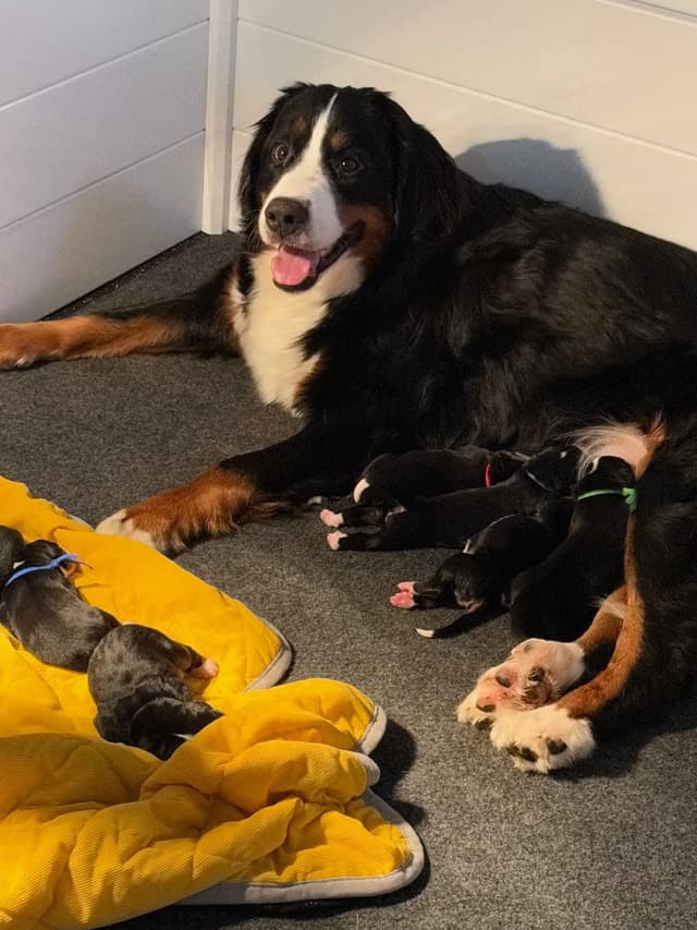 Bernese Mountain Dog Puppies media 5