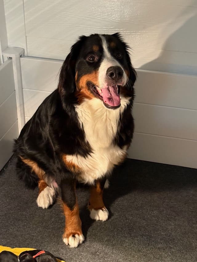 Bernese Mountain Dog Puppies media 6
