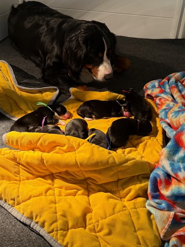 Bernese Mountain Dog Puppies media 7