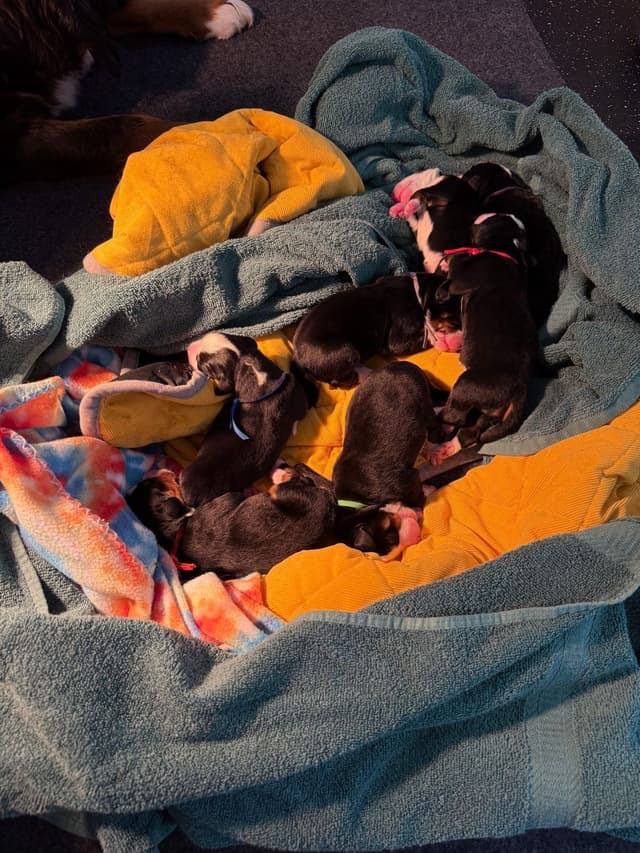 Bernese Mountain Dog Puppies media 8