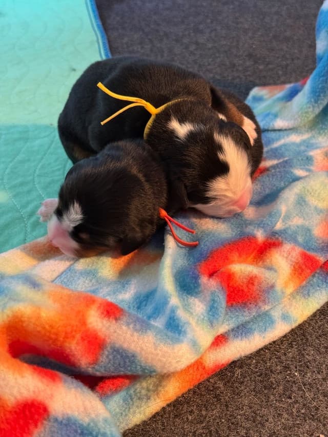 Bernese Mountain Dog Puppies media 9