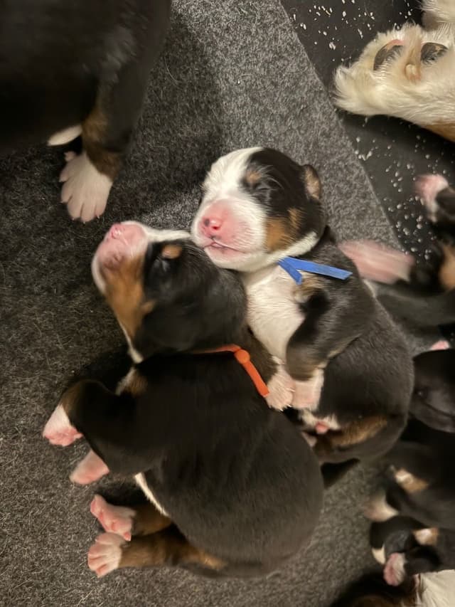 Bernese Mountain Dog Puppies media 10