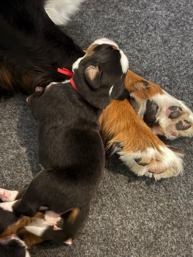 Bernese Mountain Dog Puppies media 11