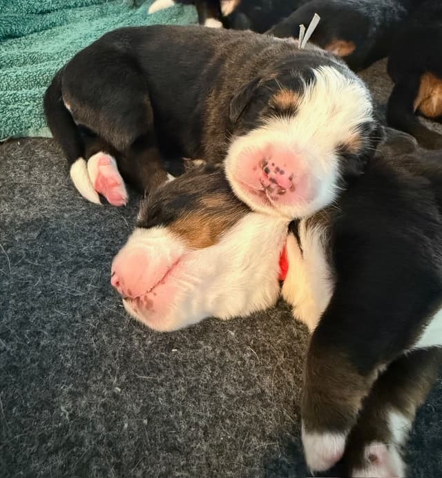 Bernese Mountain Dog Puppies media 12