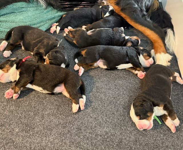 Bernese Mountain Dog Puppies media 13