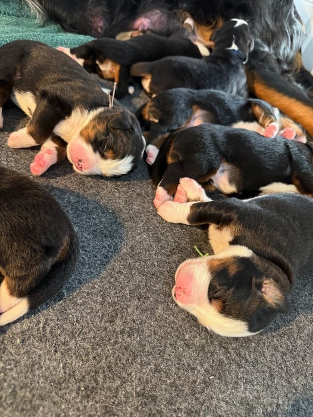 Bernese Mountain Dog Puppies media 14