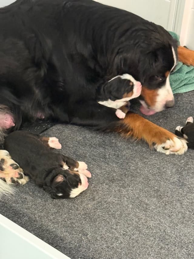 Bernese Mountain Dog Puppies media 15