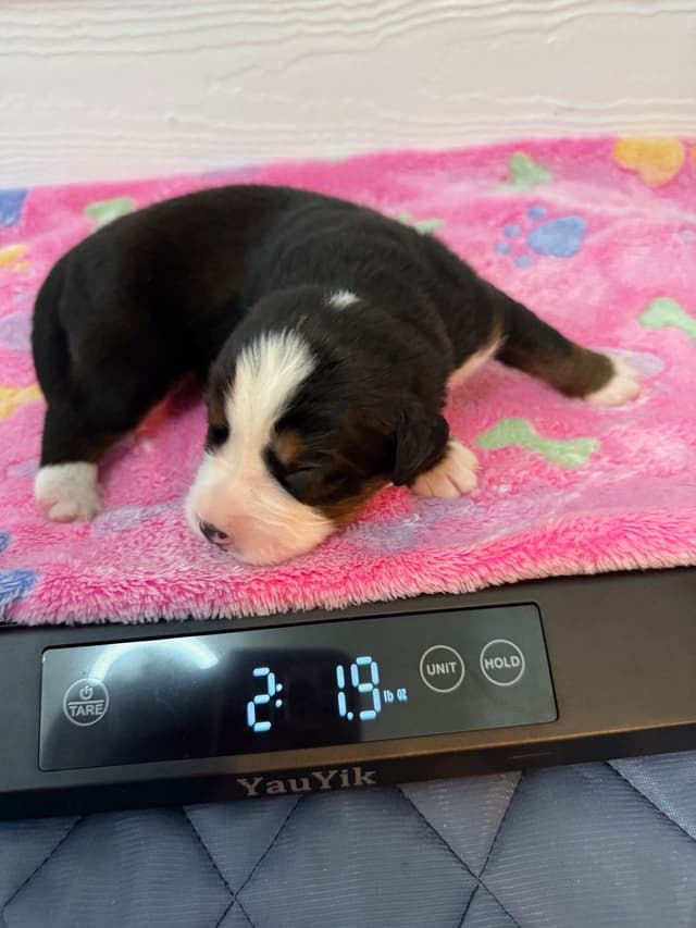Bernese Mountain Dog Puppies media 16