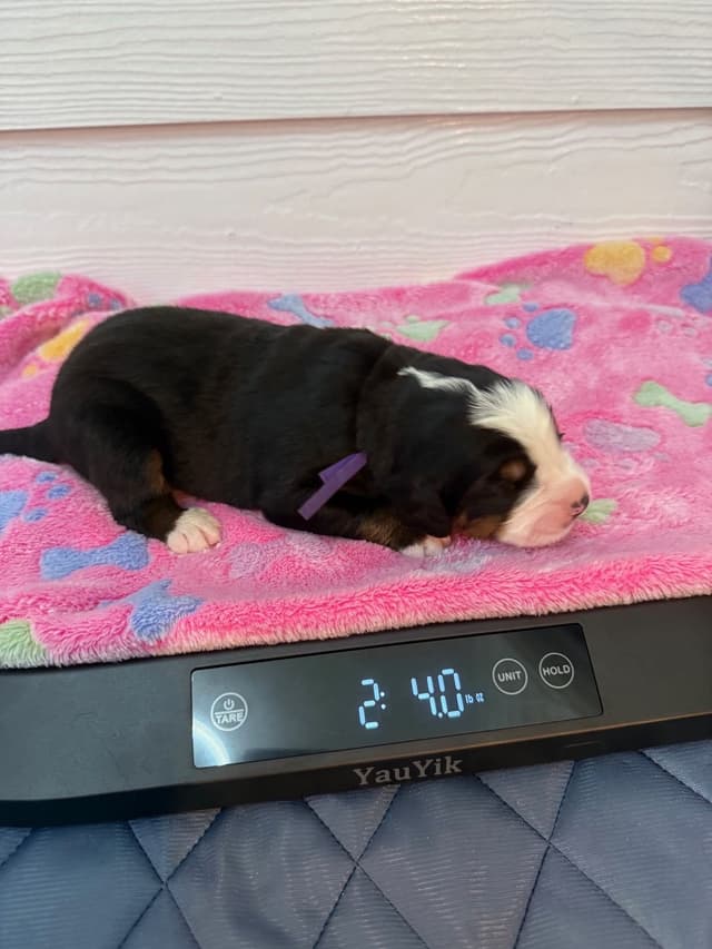 Bernese Mountain Dog Puppies media 17