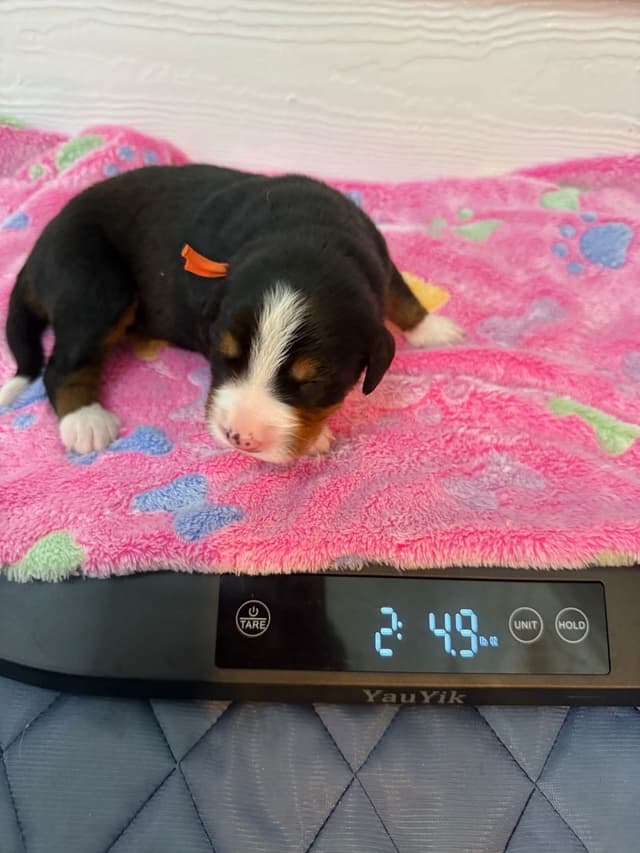 Bernese Mountain Dog Puppies media 18