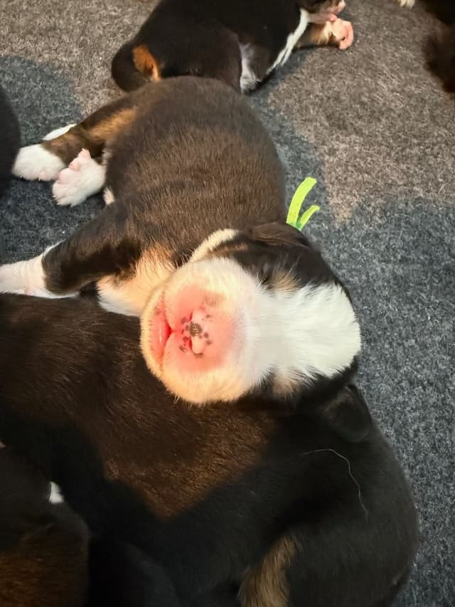 Bernese Mountain Dog Puppies media 21