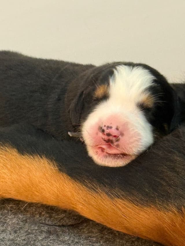Bernese Mountain Dog Puppies media 23