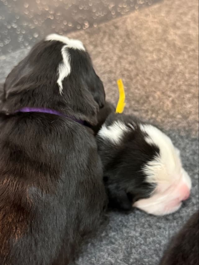 Bernese Mountain Dog Puppies media 22