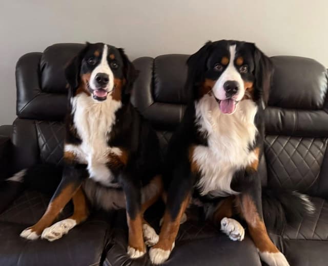 Bernese Mountain Dog Puppies media 24