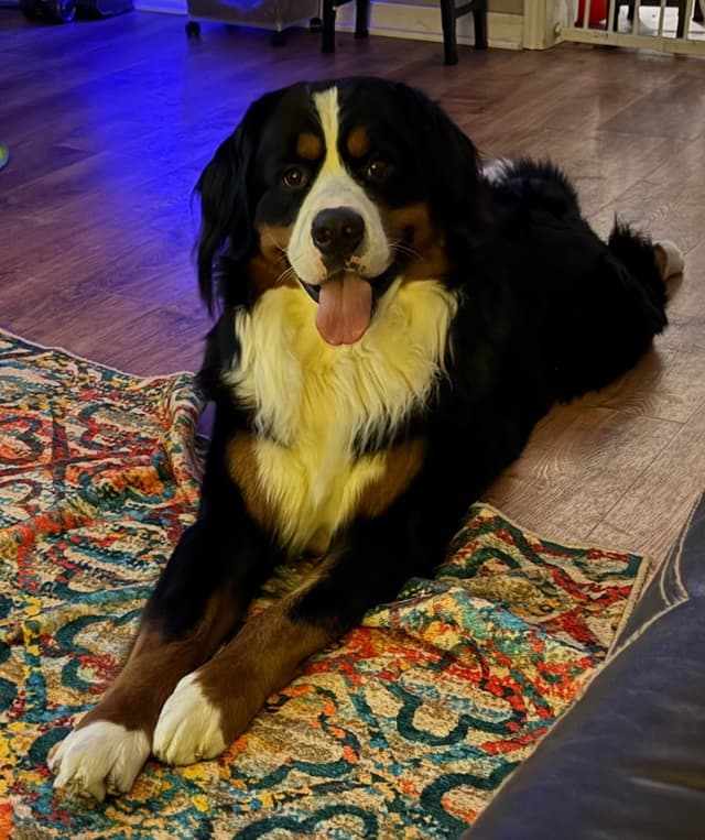 Bernese Mountain Dog Puppies media 25