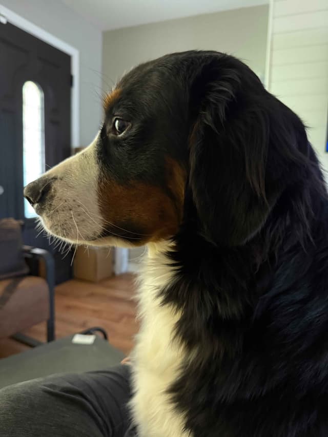 Bernese Mountain Dog Puppies media 27