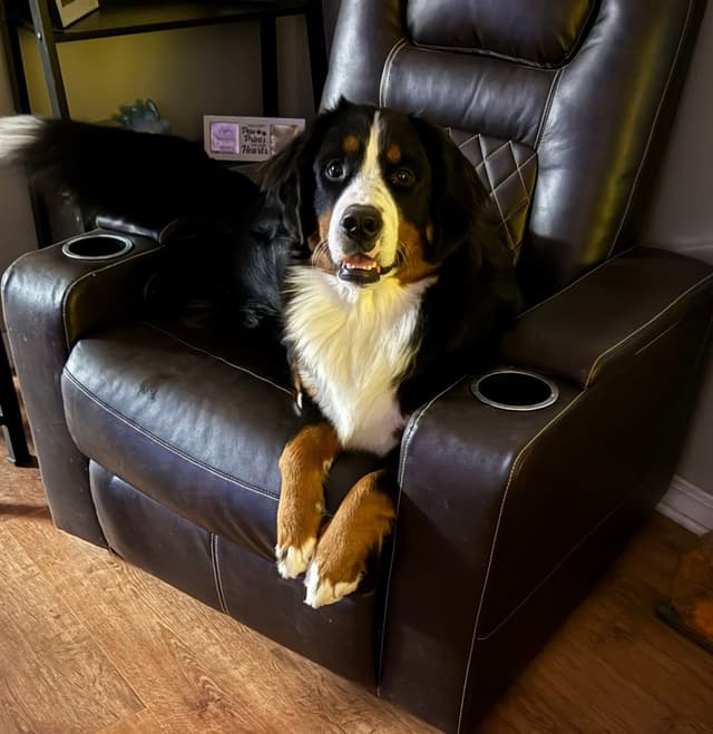 Bernese Mountain Dog Puppies media 26